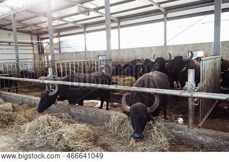 Buffaloes On Outdoor Farm. Buffaloes Eating Hay In The Stable. High Quality Photo