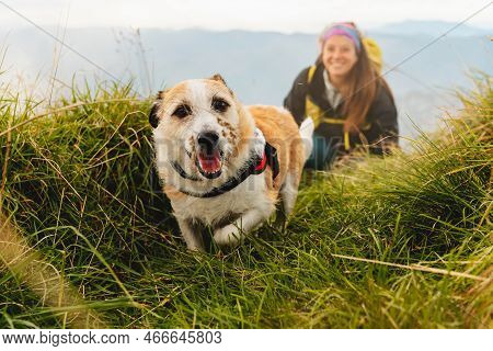 Dog Without Breed, Friendly And Happy Walking Through The Mountains With His Mountaineer Owner. Woma
