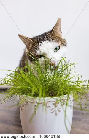 Domestic Cat Eat Juicy Green Grass Cyperus Alternifolius Zumula For Cats In Flower Pot, Indoor Cat H