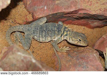Dorsal Closeup On A Captive Baja Blue Rock Lizard, Petrosaurus Thalassinus, Sitting Between Rock