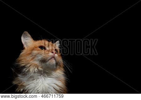 Dramatic Portrait Of A Red Cat On Black Background. Dramatic Looking Portrait Of Ginger Cat