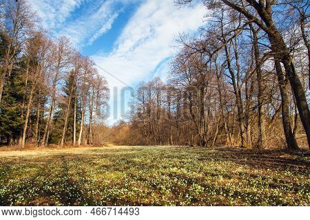 Spring Meadow With White Flowering Snowflakes, Springtime Landscape