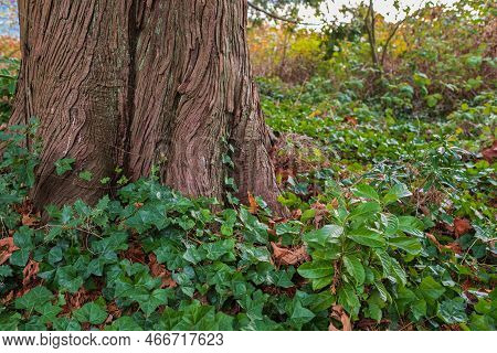 English Ivy Spreads On The Ground And Forms A Lawn. Thick Ivy Grows Up Tree Trunk. Nobody, Blurred, 