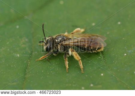 Detailed Closeup On The Small Hawthorn Mining Bee, Andrena Chrysosceles Sitting On A Green Leaf