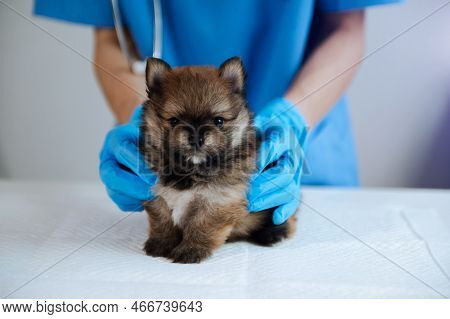 Vet Listening Pomeranian dog With Stetoscope In Veterinary Clinic At Hospital