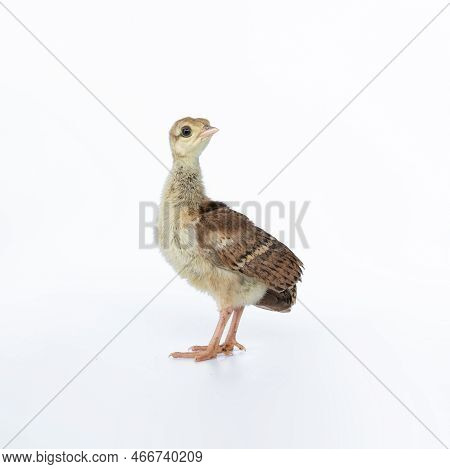A Little, Light Brown Young Indian Peafowl Was Photographed Up Close In A Studio Against A Stark Whi