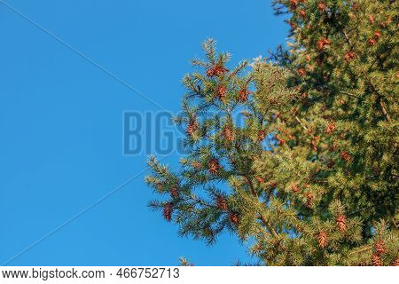 Pine Cones Of Douglas Tree. Ripe Cone On Branches Of Pseudotsuga Menziesii.