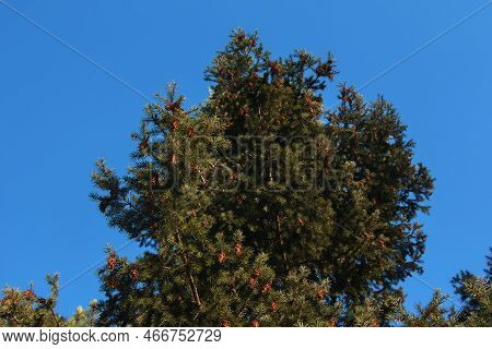 Pine Cones Of Douglas Tree. Ripe Cone On Branches Of Pseudotsuga Menziesii.