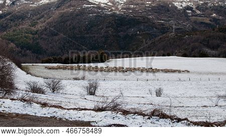 Snowed Landscape. Flock Of Sheep Moving To The Left. Panticosa