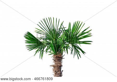 Palm Isolate. Palm Tree Isolated On White Background.