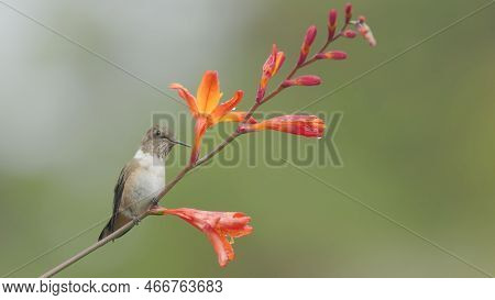 A Volcano Hummingbird Sits And Feeds From A Crocosima Flower