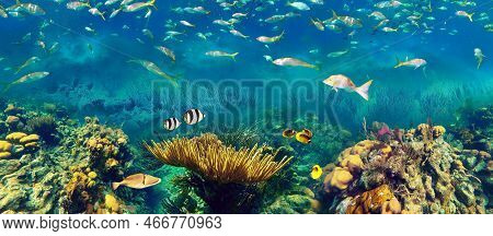 Colorful Coral Reef With Many Fishes And Sea Turtle. The People At Snorkeling Underwater Tour At The