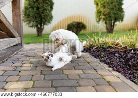 Dog And Cat Play Together. Cat And Dog Lying Outside In The Yard.dog And Cat Best Friends.