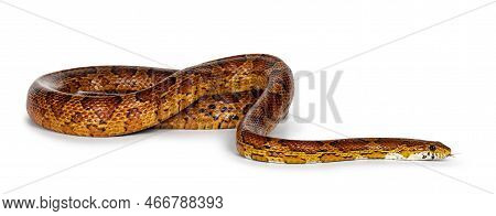 Full Lenght Shot Of Normal Colored Corn Snake Aka Red Rat Snake Or  Pantherophis Guttatus. Isolated 