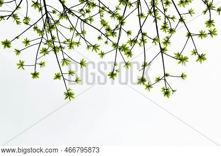 Young Shoots Of  Sal Tree Green Color On Isolate Background