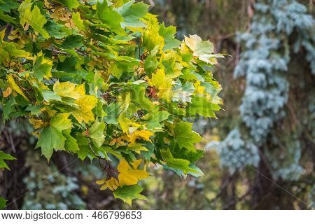 Maple Branches With Yellow Leaves And Seeds In Autumn, In The Light Of Sunset. Dry Autumnal Leaves B