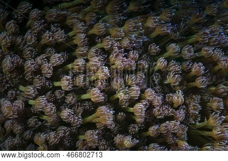 Close Up Shot Of A Flowerpot Coral (goniopora), Panglao, Philippines