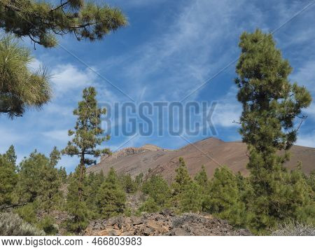 Volcanic Landscape And Lush Green Pine Tree Forest At Hiking Trail To Paisaje Lunar Volcanic Rock Fo
