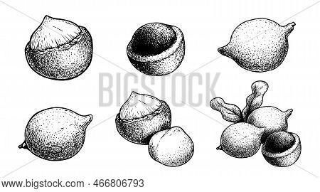 Hand Drawn Sketch Style Macadamia Nut Set. Exotic Nuts Collection. Culinar And Cosmetic Product Draw