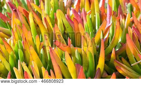 Peaceful Flowers In Nature And Natural Environment