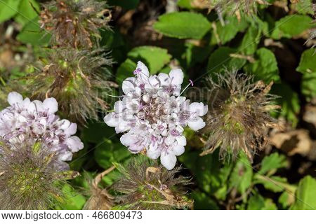 Flower Of The Herb Pterocephalus Perennis, From The Mediterranean Region.