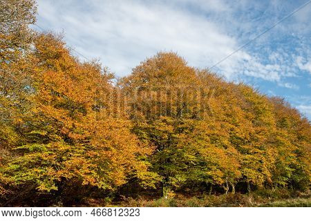 A Row Of Beech Trees (fagus Sylvatica) In Autumn At Robbers Bridge In Exmoor National Park
