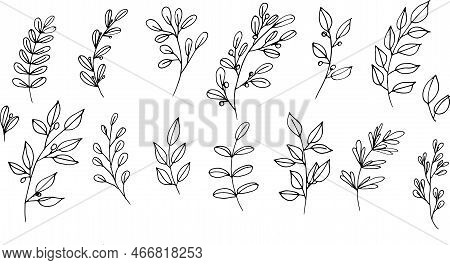 Set Of Graphic Vector Black Plant Branches With Leaves And Berries