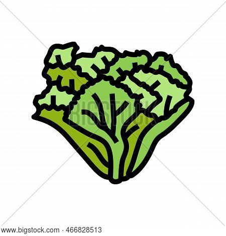 Escarole Salad Food Color Icon Vector. Escarole Salad Food Sign. Isolated Symbol Illustration