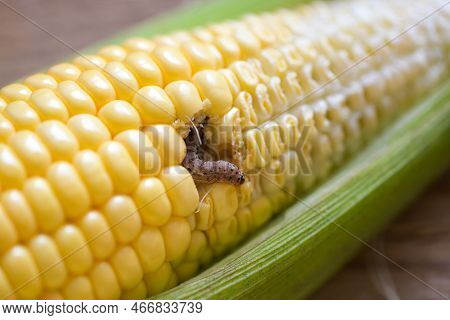 Corn Worm - Caterpillar Corn Borer Important Pest Of Corn Crop, Agricultural Problems Pest And Plant