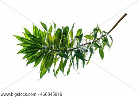 Fragrant Dracaena Tree Dracaena Fragrans White Background