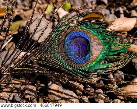 A Beautiful Peacock Fether On Land.small Rocks Background