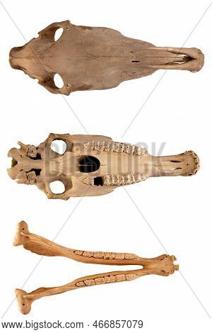 Horse Skull Anatomy Isolated On White Background (different Projections).