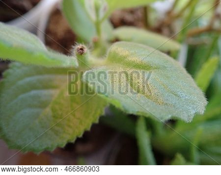 Green Mexican Mint Plectranthus Amboinicus