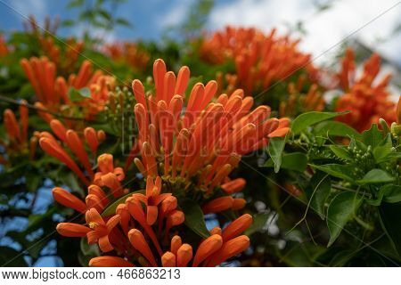Flamevine Orange Flowers And Green Leaves Summer Background