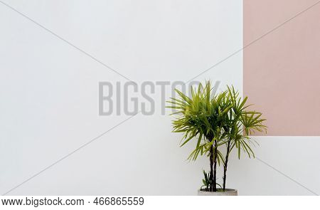 Lady Palm Tree In Pot Decoration At Cement Wall Of Building,isolated Pot Plant Next To White Concret