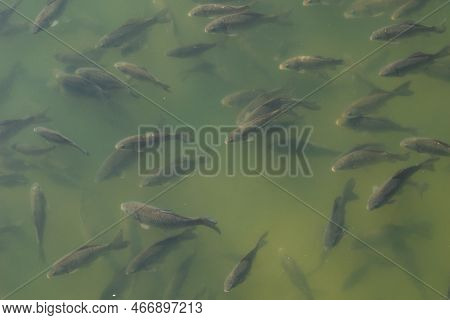 Fish Swim Close To The Surface Of The Water. Fish Pond In The Park. Natural Background