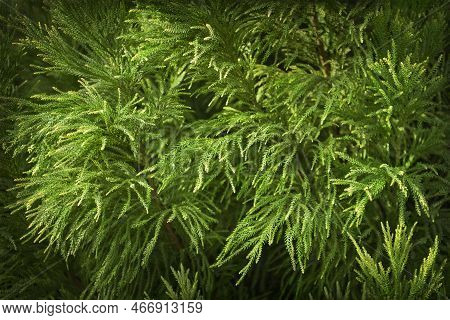 Closeup Of Cryptomeria, Better Known As Japanese Cedar, With Its Beautiful Green Leaves And Peculiar