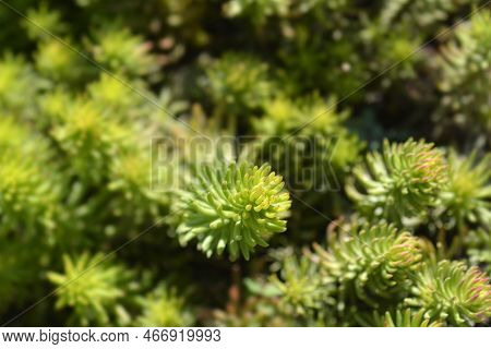Rock Stonecrop Angelina Leaves In The Garden