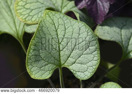 Largeleaf Brunnera Silver Heart Leaves In The Garden