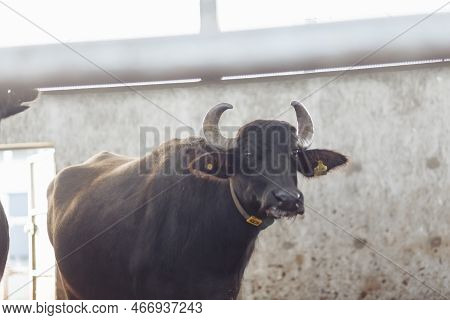 The Buffaloes In The Pen Stuck Out Their Heads To Graze. Agriculture, Farming And Animal Husbandry C