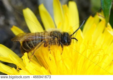 Closeup On A Brown Hairy Male Grey-gastered Mining Bee, Andrena Tibialis On Yellow Dandelion , Tarax