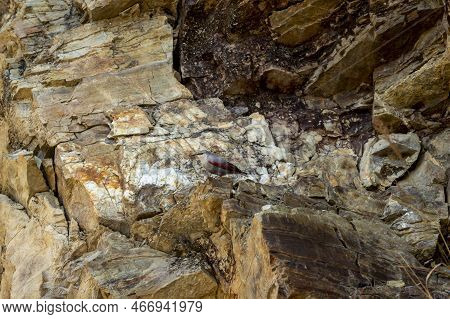 Wallcreeper Or Tichodroma Muraria A Passerine Bird On Hill Or Mountains Of Foothills Of Himalayas Ut