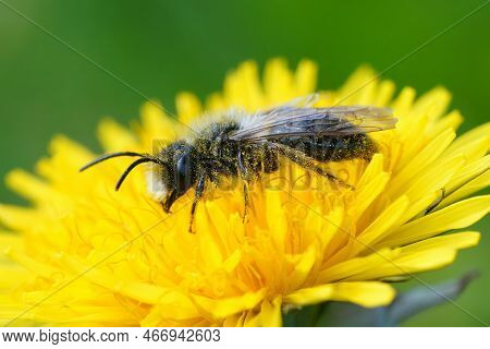 Detailed Closeup On A Male Grey-backed Mining Bee, Andrena Vaga Sitting On A Yellow Dandelion Flower