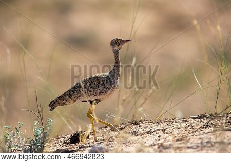 Northern Black Korhaan ( Afrotis Afraoides) Kgalagadi Transfrontier Park, South Africa