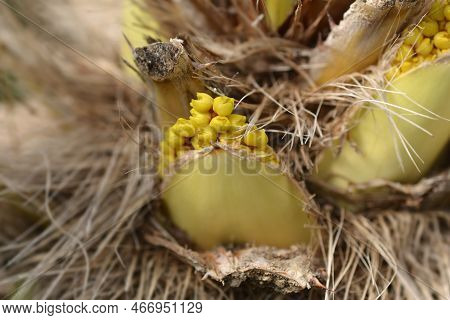Chinese Windmill Palm Flower In The Spring