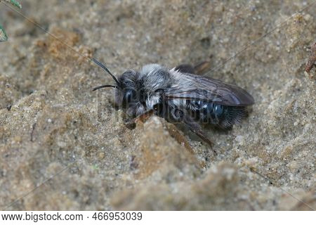 Natural Closeup On A Grey-backed Mining Bee, Andrena Vaga Resting On The Ground