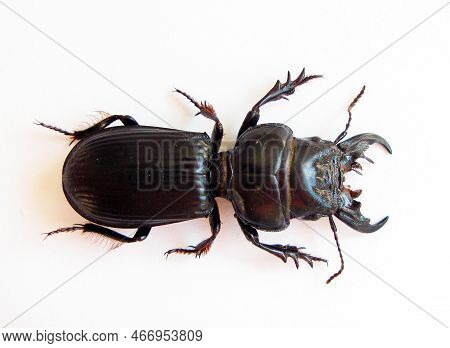 Predatory Black Beetle Isolated On White. Scarites Buparius Macro Close Up, Carabidae, Collection Be
