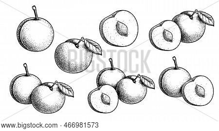 Mirabelle Plum. Hand Drawn Sketch Style Summer Fruit Drawings. Best For Package, Summer Market Desig