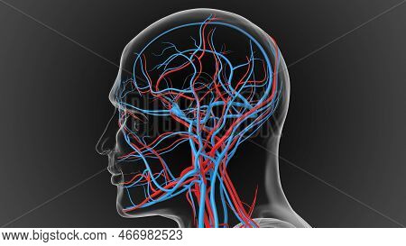 Arteries Carry Oxygenated Blood And Veins Carry Deoxygenated Blood 3D
