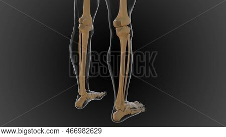 The Bony Skeleton Is Divided Into 2 Parts Axial Skeleton And Appendicular Skeleton 3D